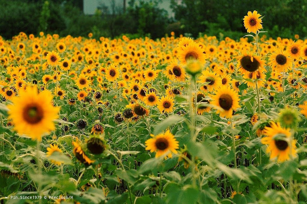 走嘛！Very beautiful sea of sunflowers